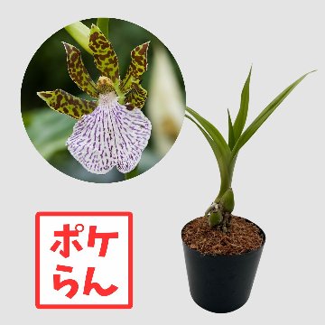 ポケらん Z crinitumの画像