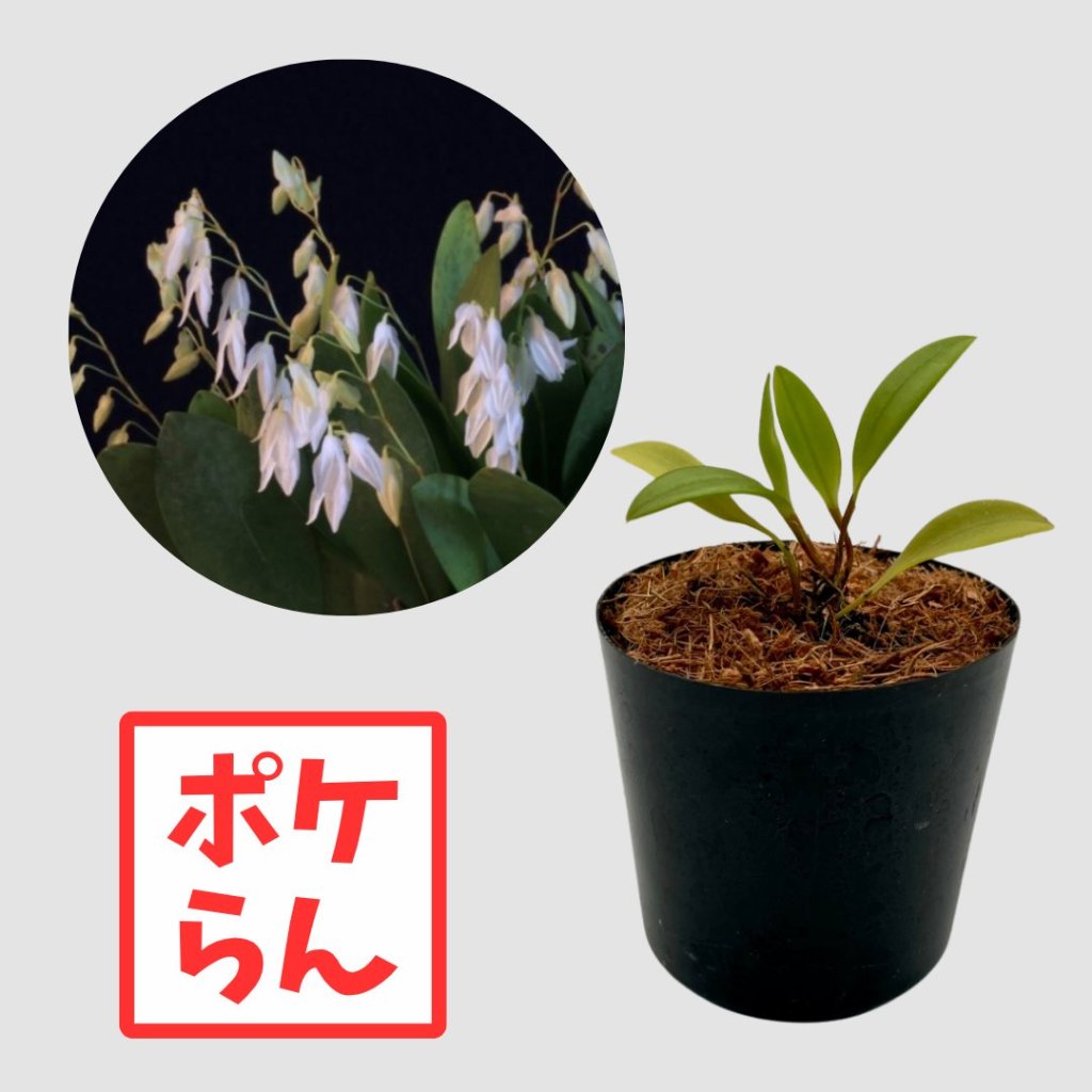 ポケらん Pleu spの画像