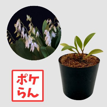 ポケらん Pleu spの画像