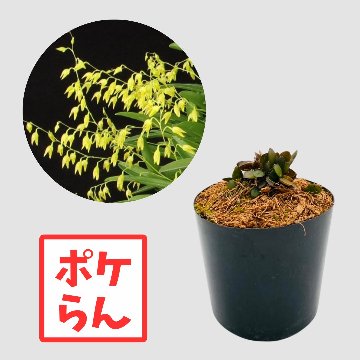 ポケらん Pleu hondarisの画像