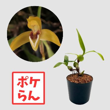 ポケらん Max notylioglossaの画像