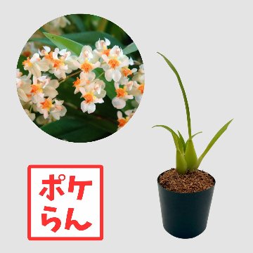 ポケらん Onc Twinkle ’Fragrance Fantasy’の画像