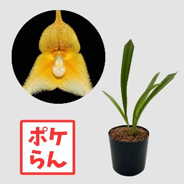 ポケらん Dracula hirsuta xanthinaの画像