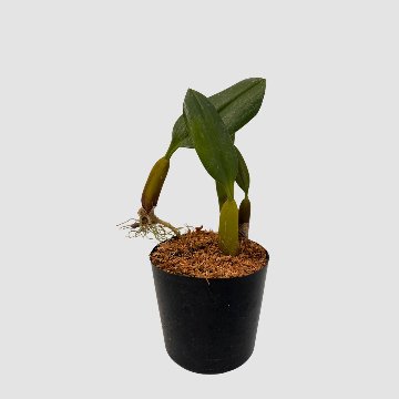 ポケらん Bulb ambrosiaの画像