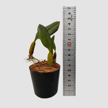 ポケらん Bulb ambrosiaの画像