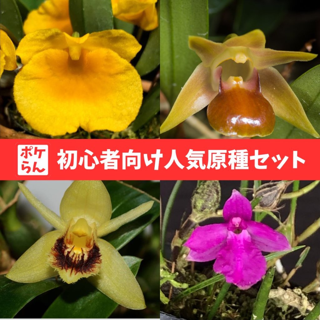【送料無料】ポケらん 初心者向け人気原種セットの画像