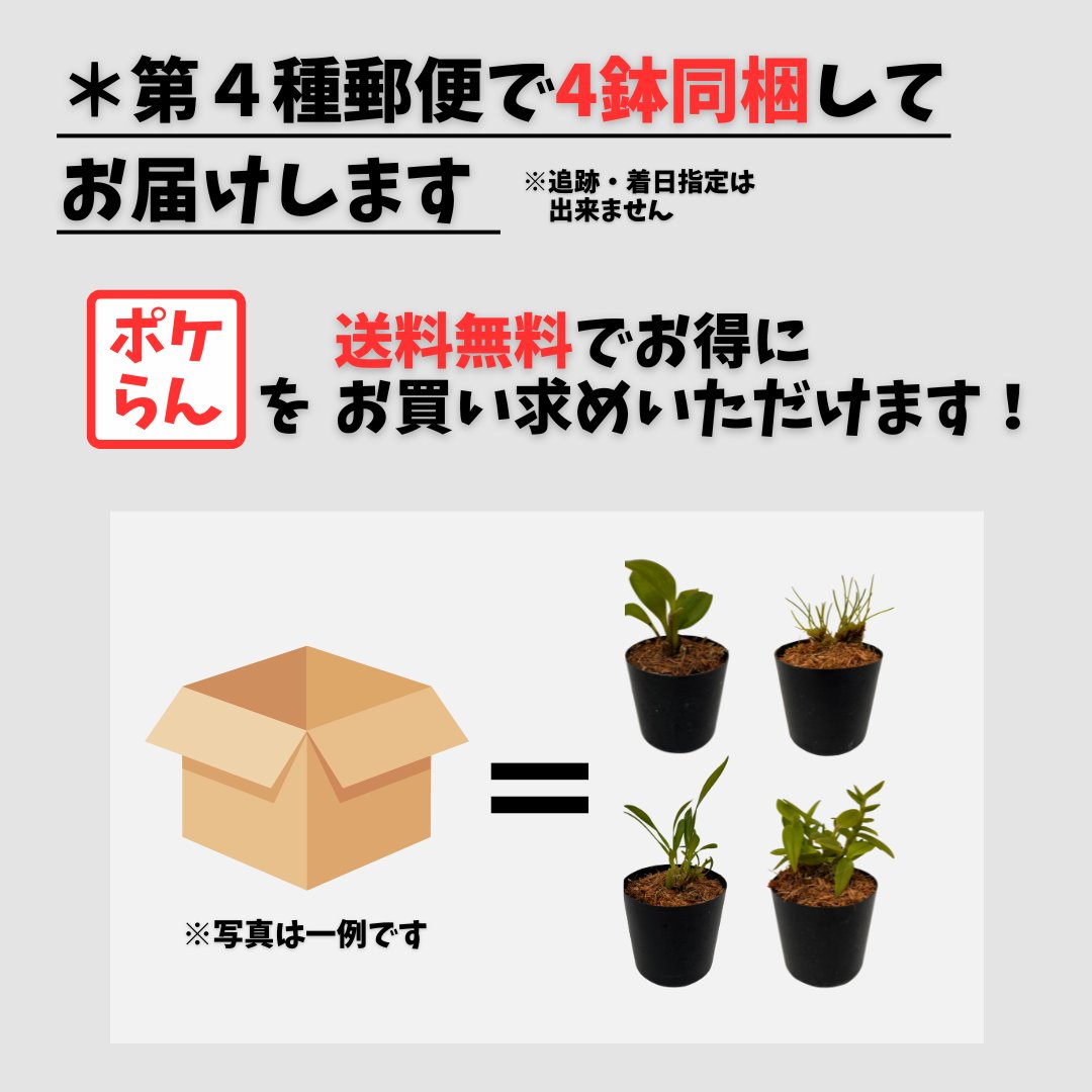 【送料無料】ポケらん 初心者向け人気原種セットの画像
