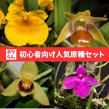 【送料無料】ポケらん 初心者向け人気原種セットの画像