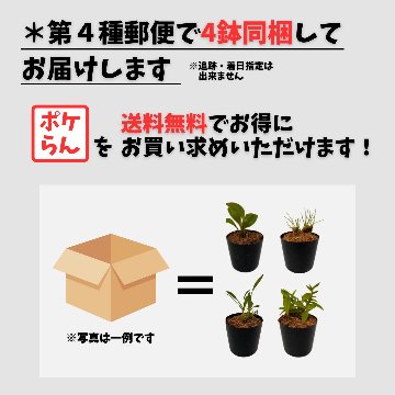 【送料無料】ポケらん 初心者向け人気原種セットの画像