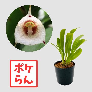 ポケらん Dracula inaegualisの画像