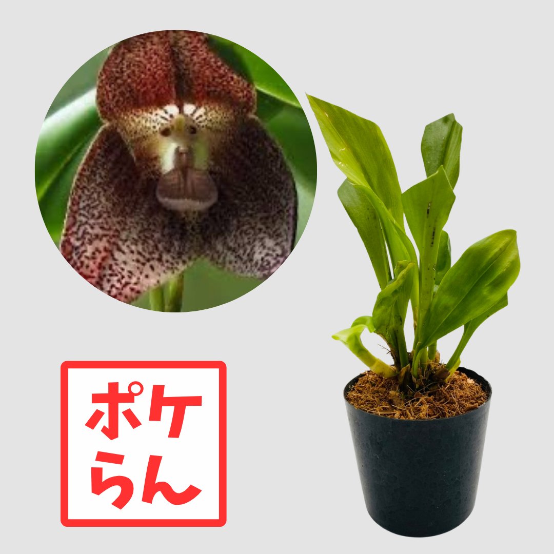 ポケらん Dracula terborchiiの画像
