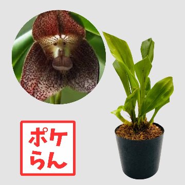 ポケらん Dracula terborchiiの画像