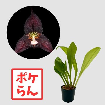 ポケらん Dracula Ingrid suarezの画像