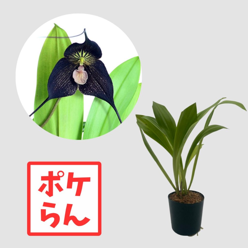 ポケらん Dracula Raven `Ivan′の画像