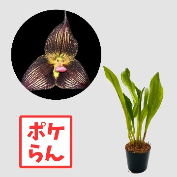 ポケらん Dracula D’Luttoの画像