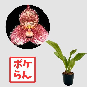 ポケらん Dracula gorgona redの画像