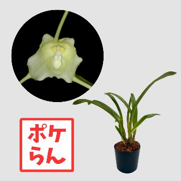 ポケらん Dracula leviiの画像