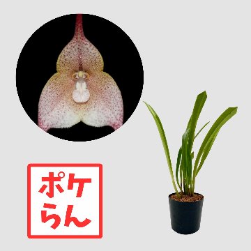 ポケらん Dracula houtteanaの画像