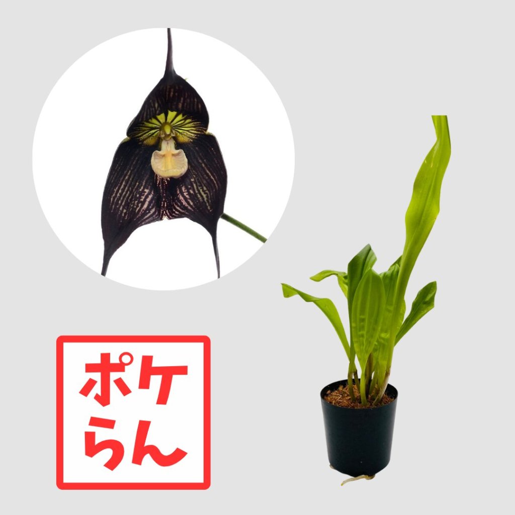 ポケらん Dracula vampire 'Gualaceo'の画像
