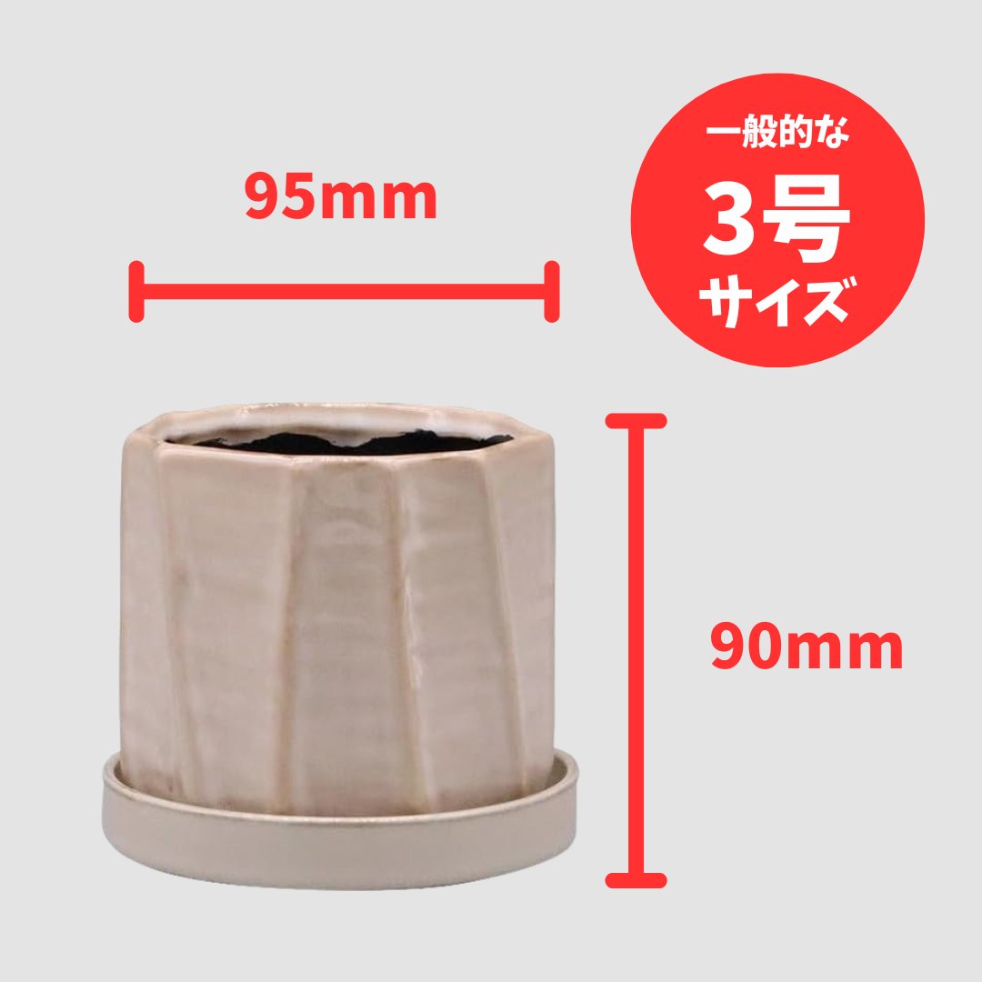 アルブースポットB Sの画像