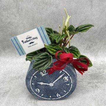 父の日ギフト 観葉植物の画像