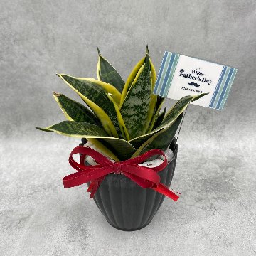 父の日ギフト 観葉植物の画像