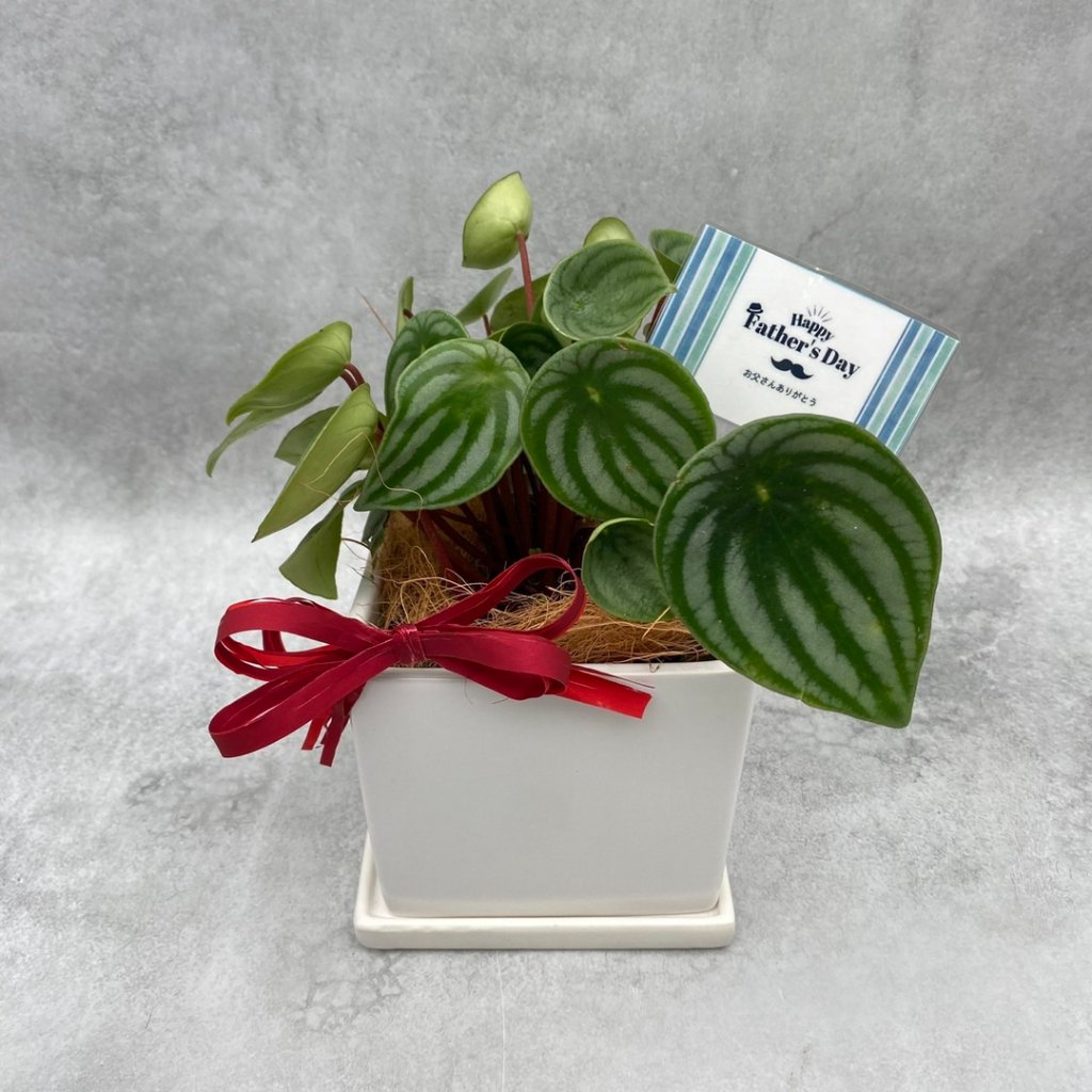 父の日ギフト 観葉植物の画像