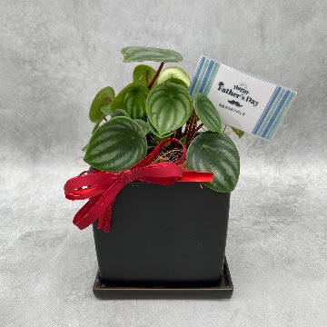 父の日ギフト 観葉植物の画像