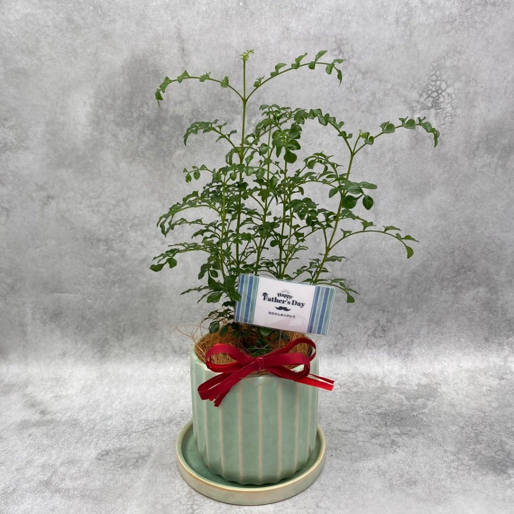 父の日ギフト 観葉植物の画像