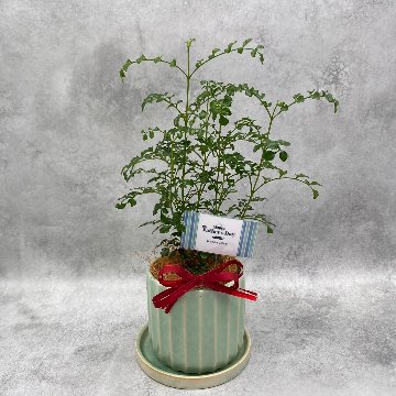 父の日ギフト 観葉植物の画像