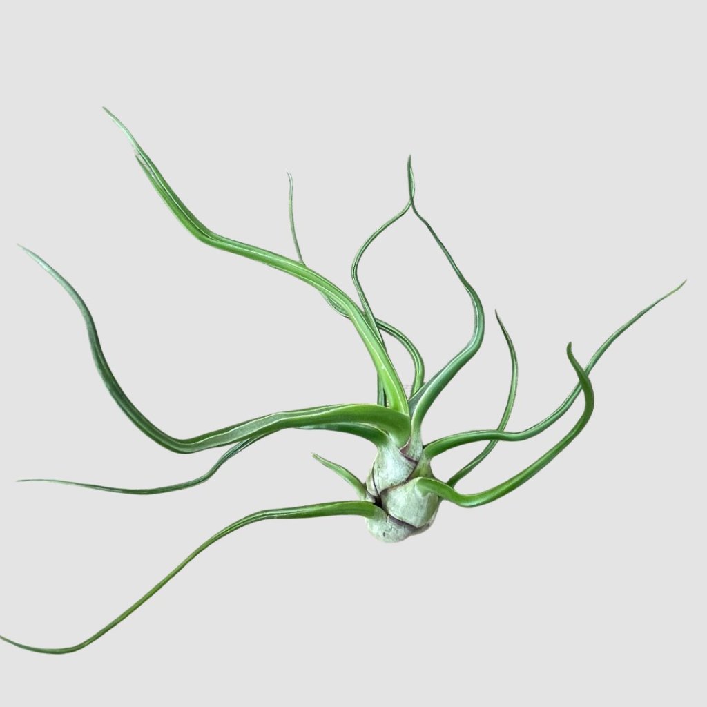 チランジア bulbosa Giantの画像