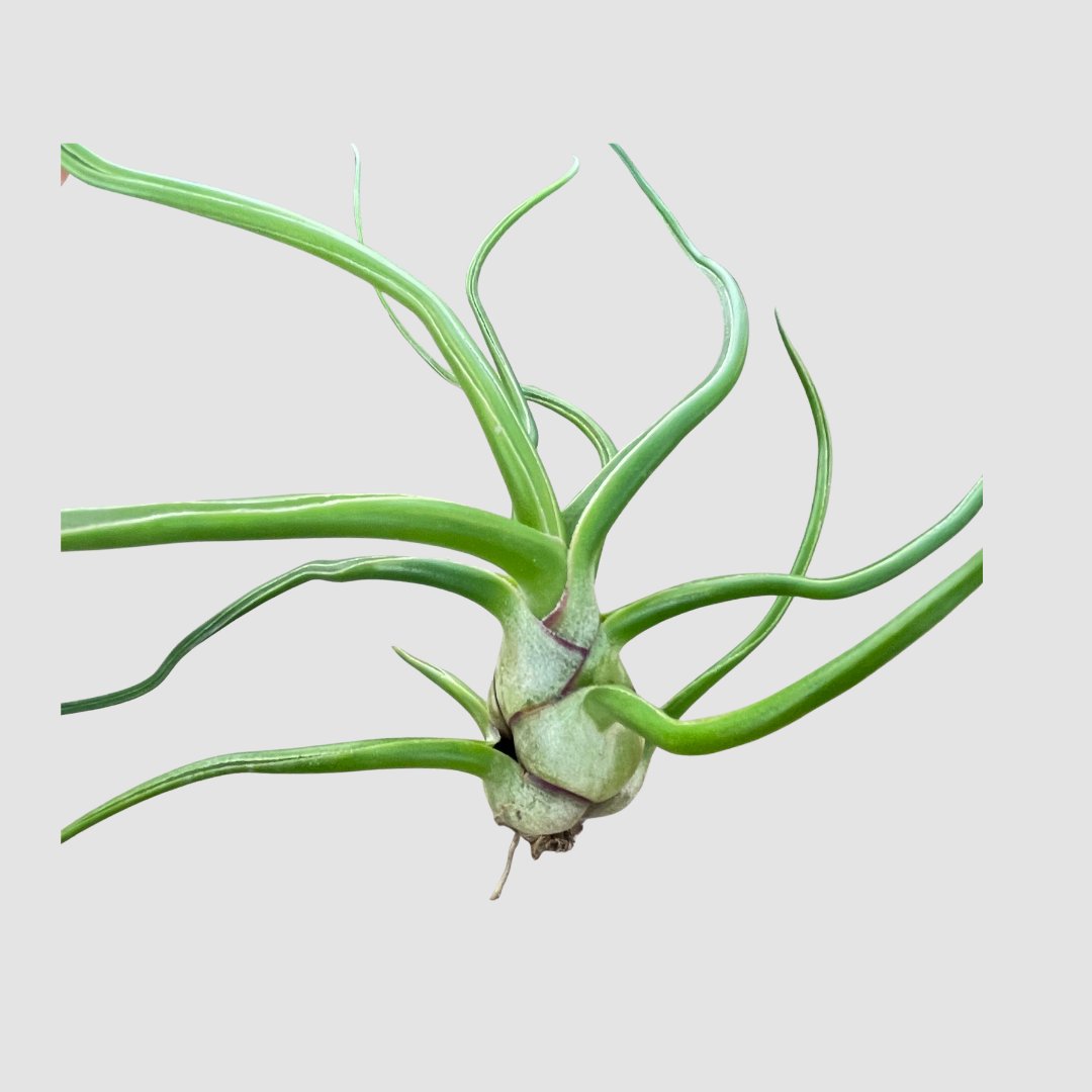 チランジア bulbosa Giantの画像