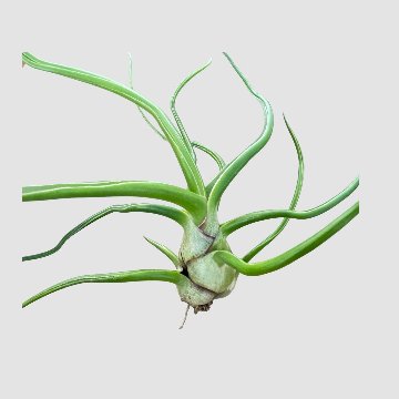 チランジア bulbosa Giantの画像