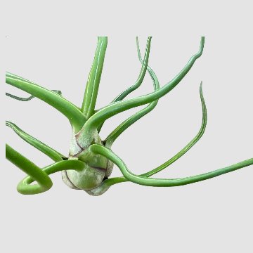 チランジア bulbosa Giantの画像