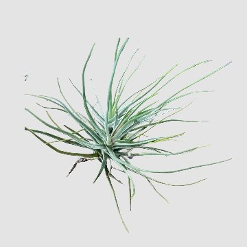 チランジア shiedeanaの画像