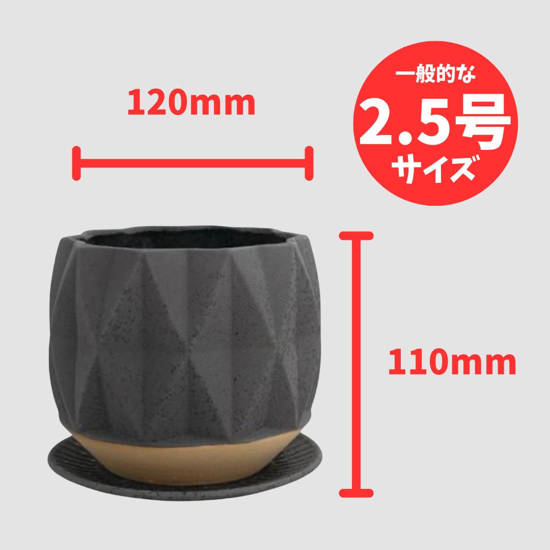 ロム　ブラックの画像
