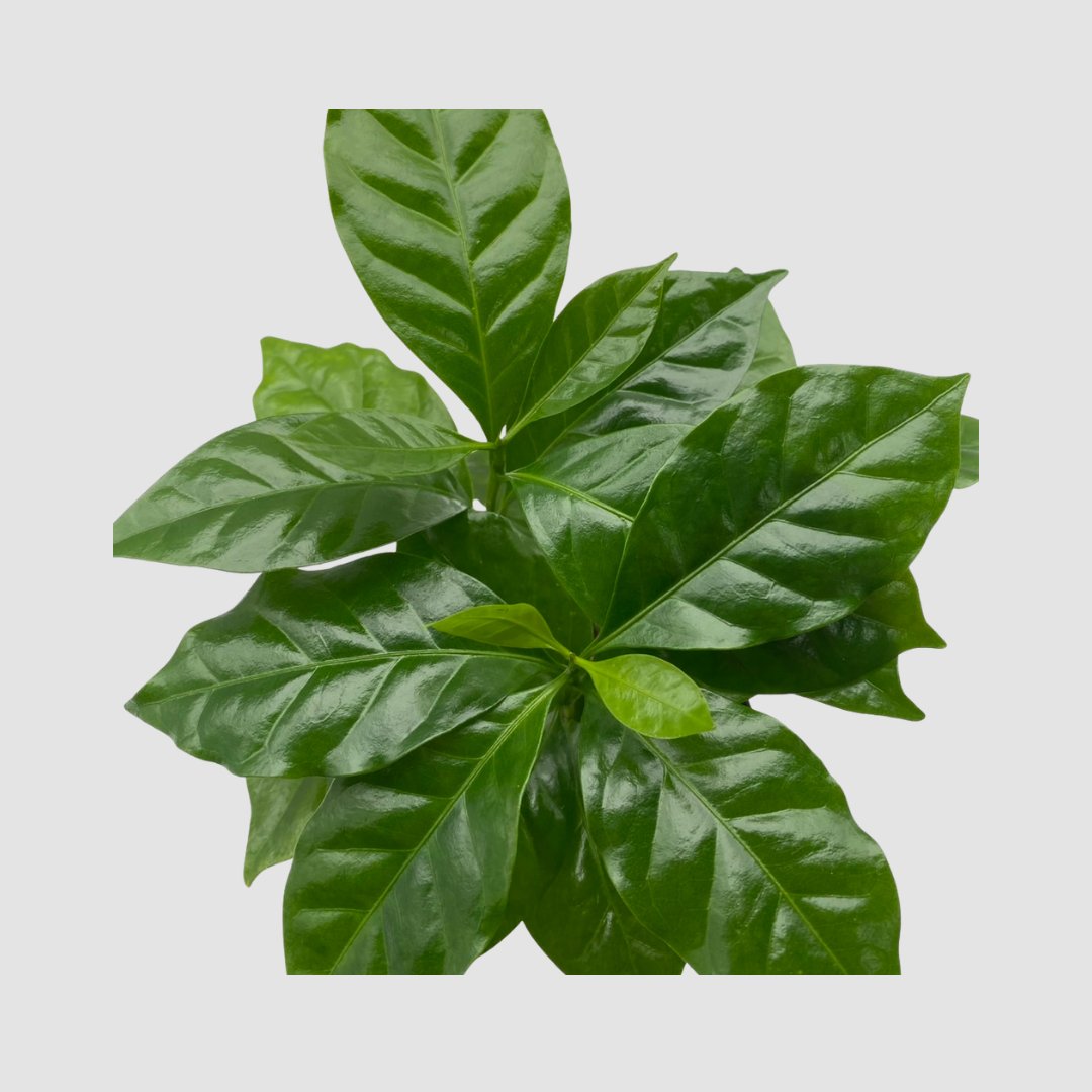 コーヒーの木　3.5号 (コーヒーノキ)の画像