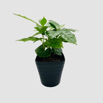 コーヒーの木　3.5号 (コーヒーノキ)の画像