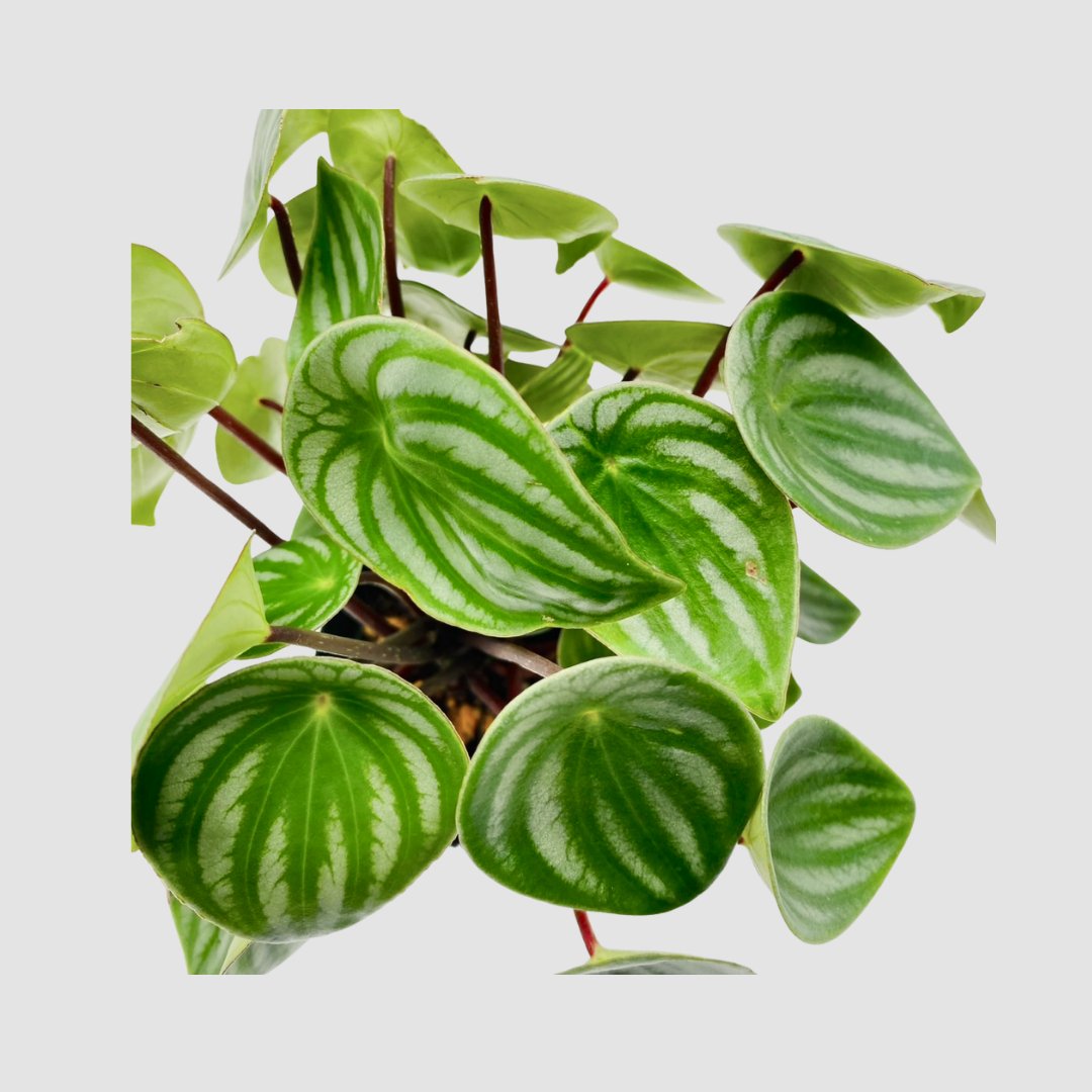 ペペロミアサンデルシーの画像