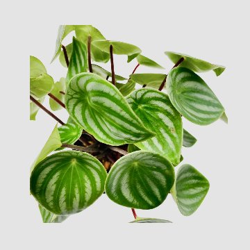 ペペロミアサンデルシーの画像