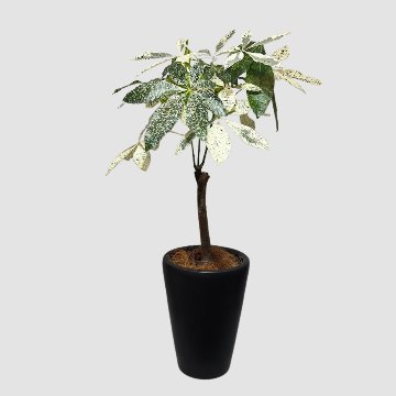 斑入りパキラ ミルキーウェイの画像