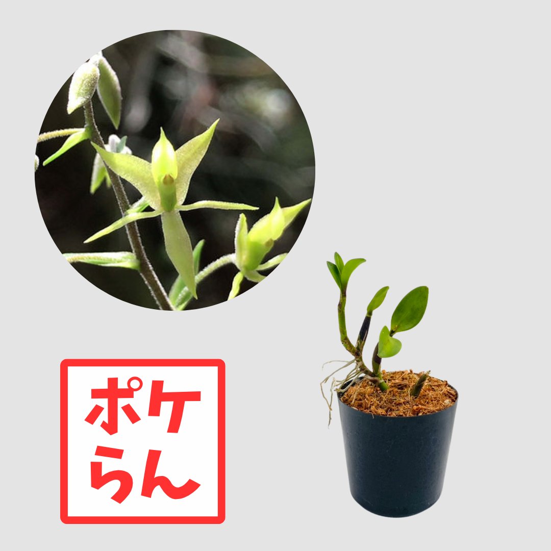 ポケらん Lanium aviculaの画像