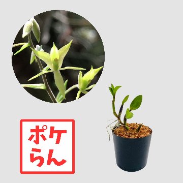 ポケらん Lanium aviculaの画像