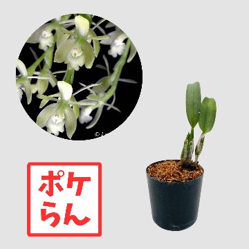 ポケらん Epi lateraleの画像
