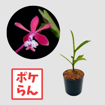 ポケらん Epi orionの画像