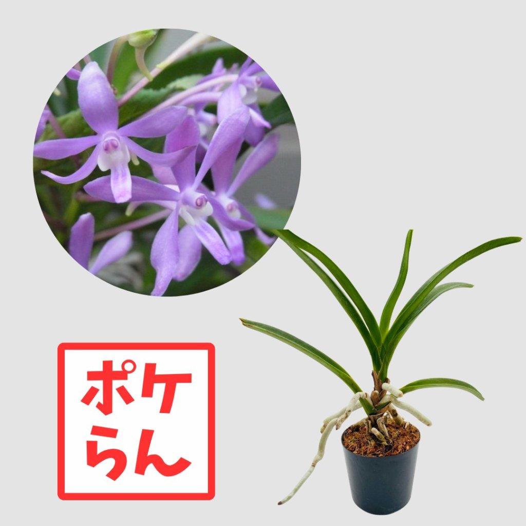 ポケらん　Van Blue Starの画像