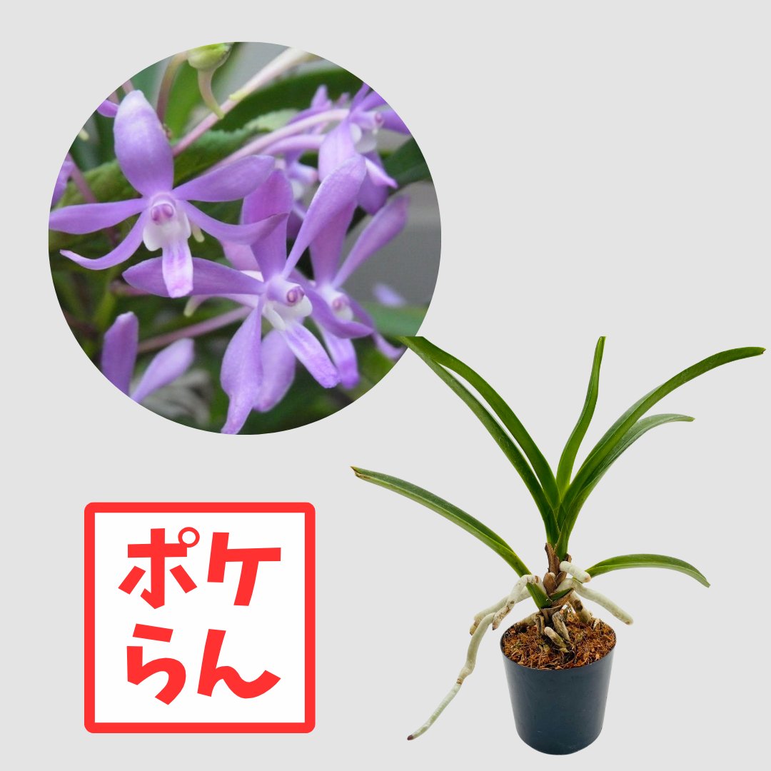ポケらん　Van Blue Starの画像