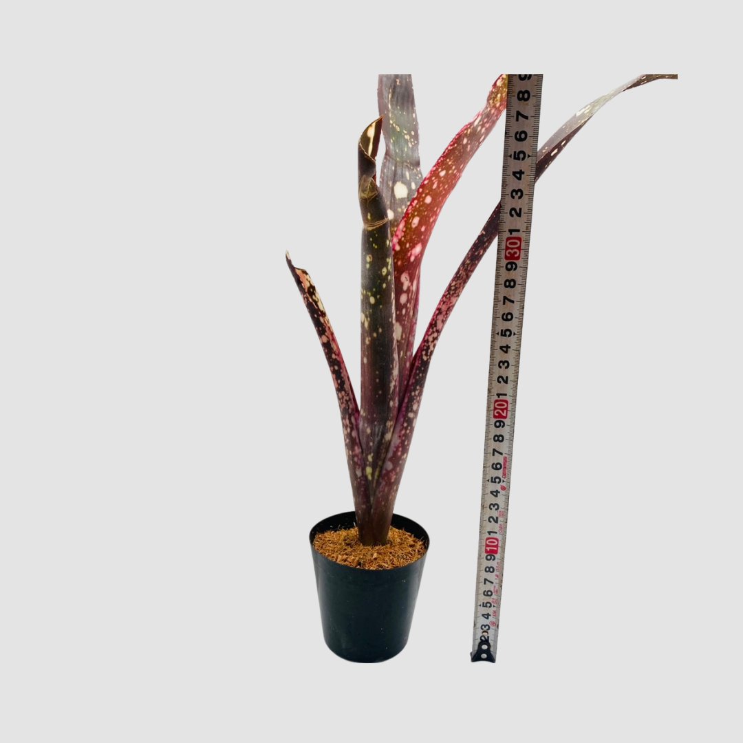 タンクブロメリア Billbergia 'Kolan Spirit'の画像