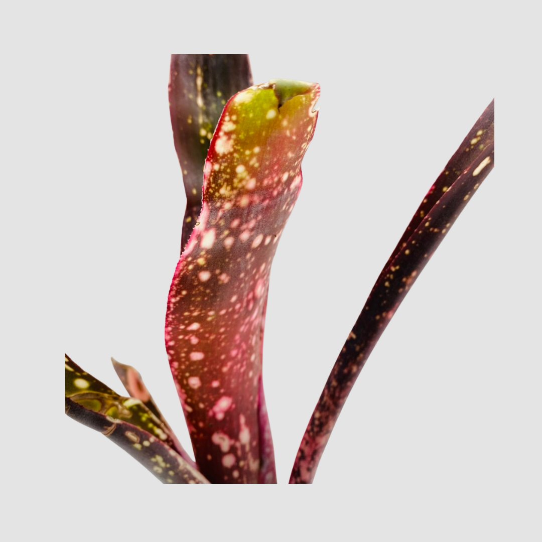 タンクブロメリア Billbergia 'Kolan Spirit'の画像