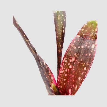 タンクブロメリア Billbergia 'Kolan Spirit'の画像